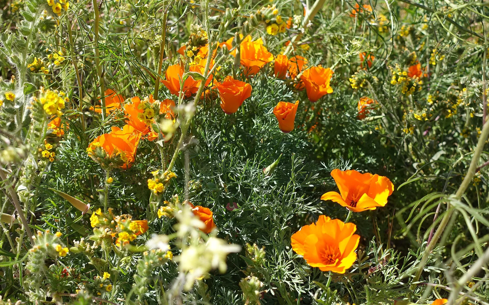 California poppies along the Tehachapi Vista Point Trail at Antelope Valley California Poppy Reserve near Lancaster