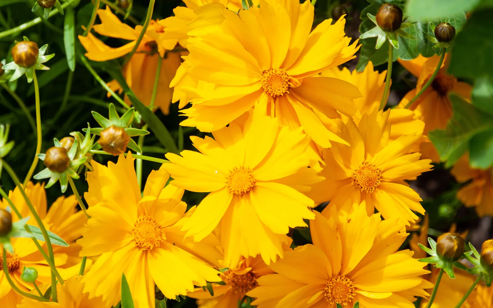 Coreopsis lanceolata wildflowers with golden-yellow petals blooming in a sun-filled garden